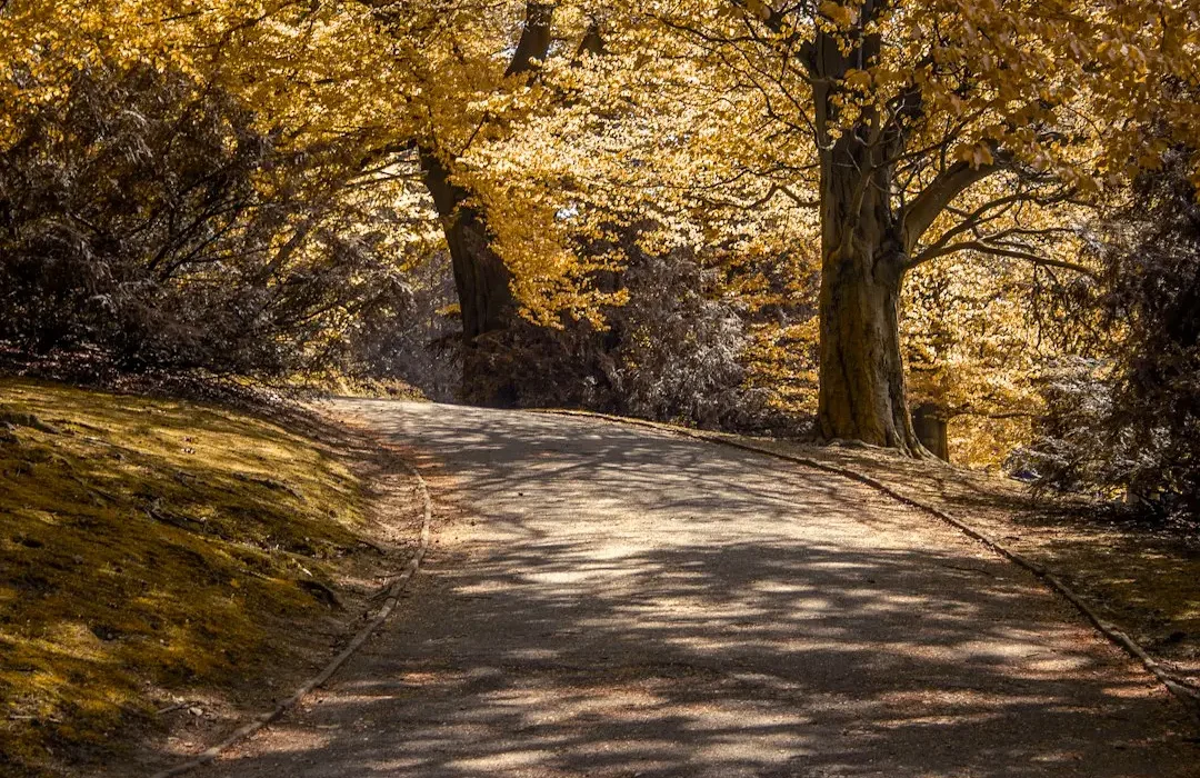 Goldener Herbstweg mit bunten Bäumen