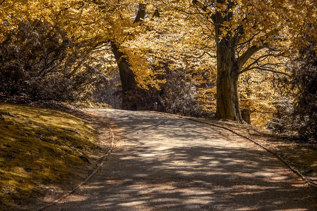Goldener Herbstweg mit bunten Bäumen
